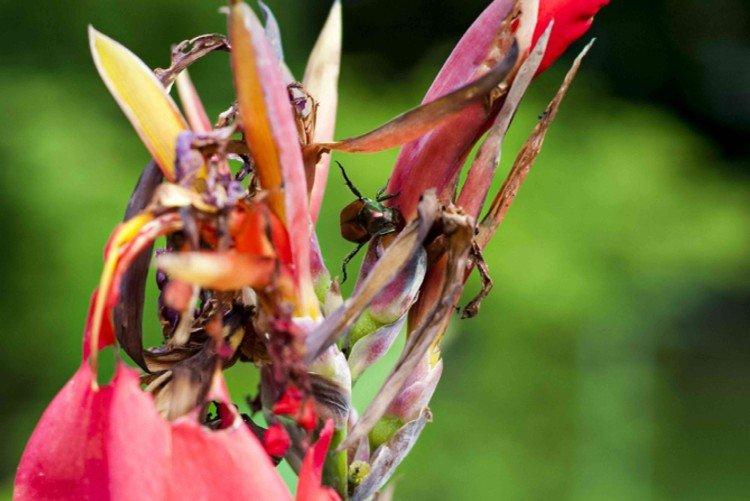 Борьба с вредителями и болезнями