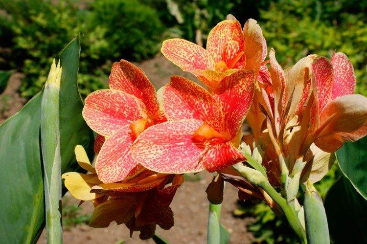 Канна – фото