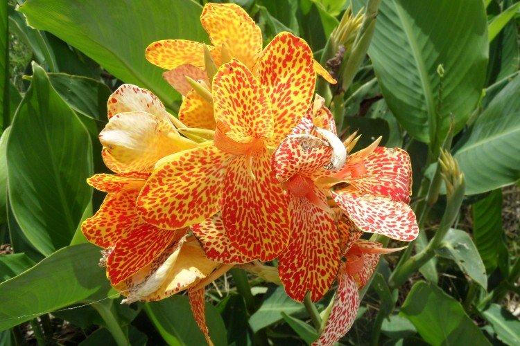 Канна – фото