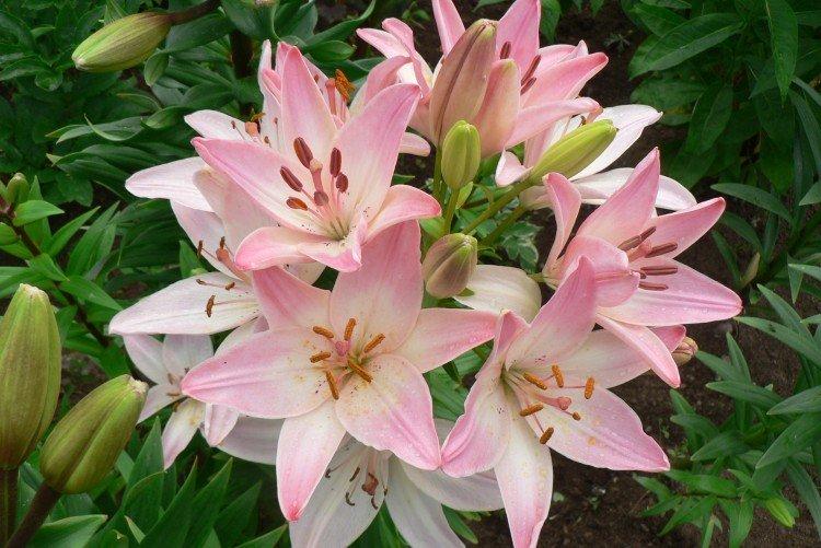 Хранение луковиц