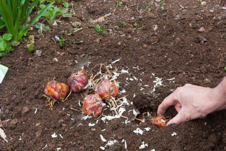 Посадка и размножение