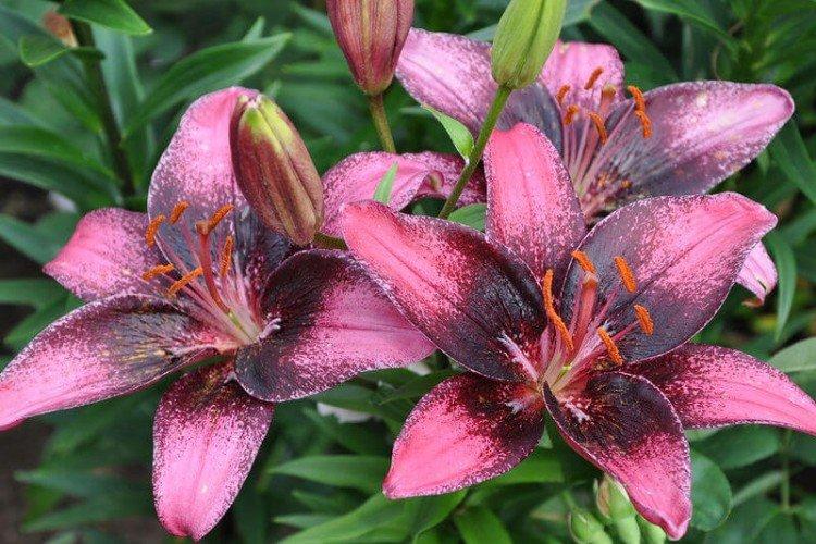 Азиатские лилии