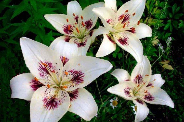 Лилии – фото