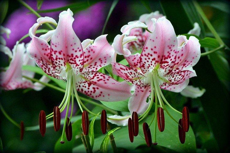 Лилии – фото