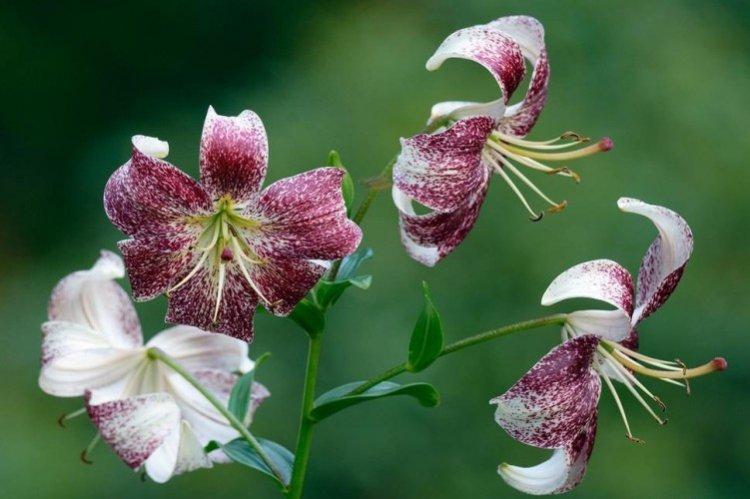 Лилии – фото