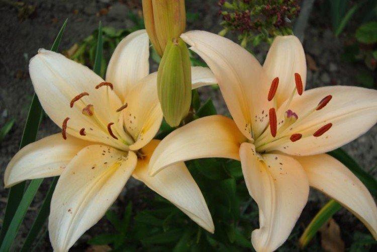 Лилии – фото