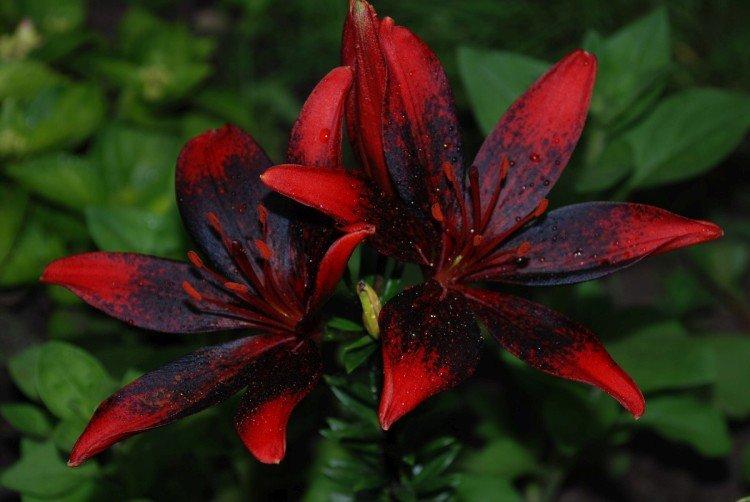 Лилии – фото