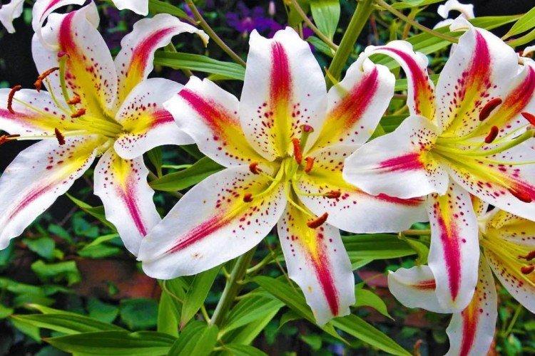 Лилии – фото