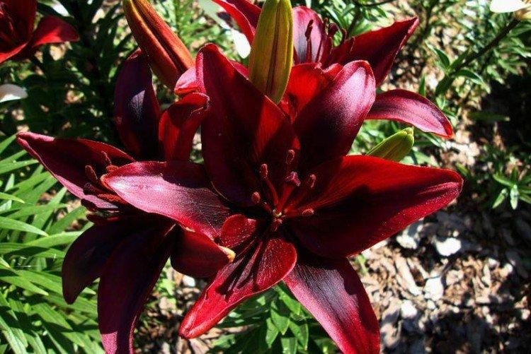 Лилии – фото