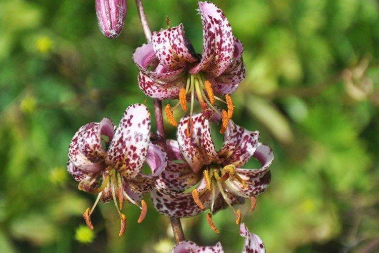 Лилии – фото