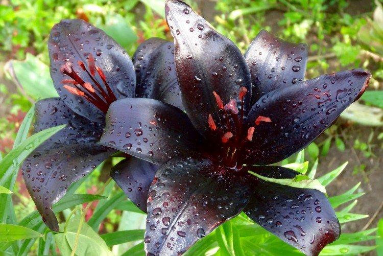 Лилии – фото