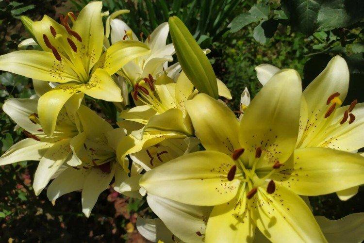 Лилии – фото