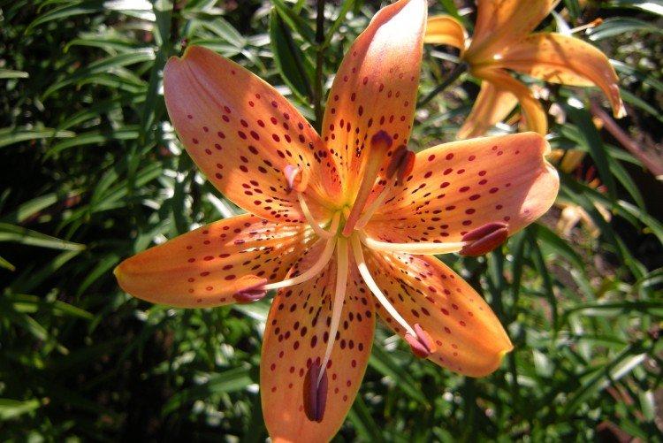 Американские лилии