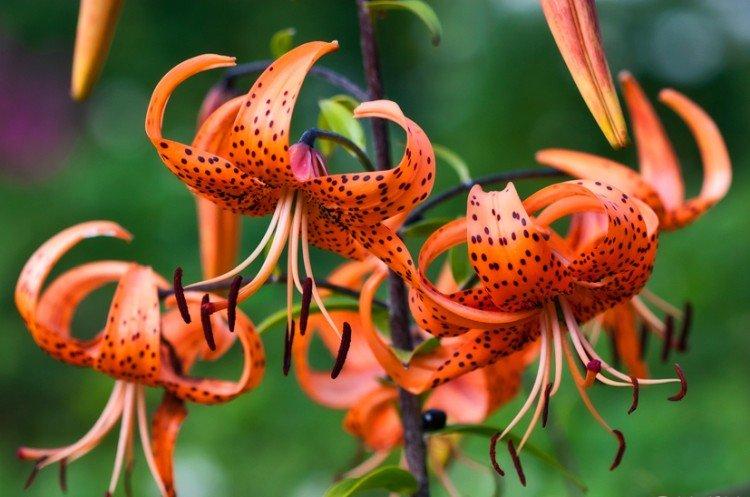 Лилии – фото