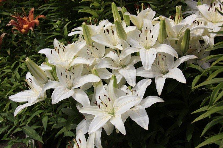 Лилии – фото