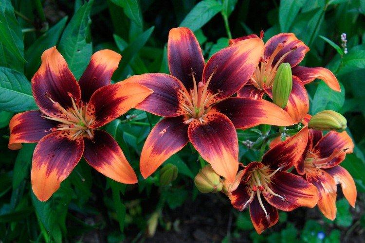 Лилии – фото