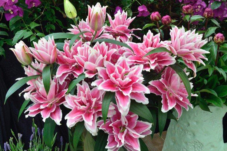 Восточные лилии