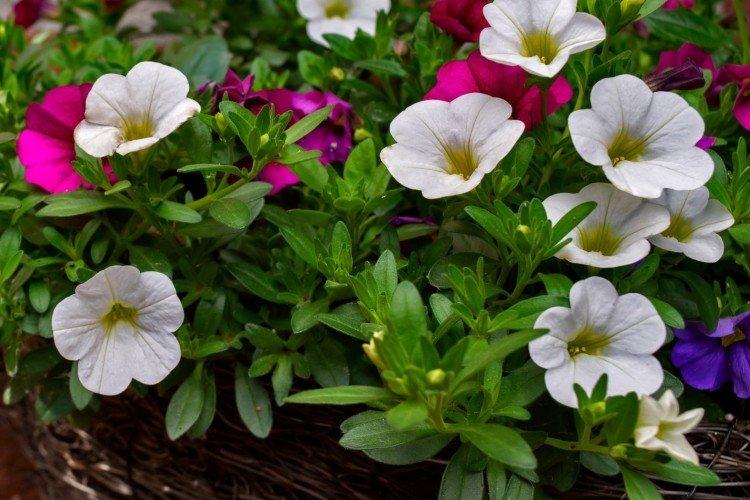 Общая информация