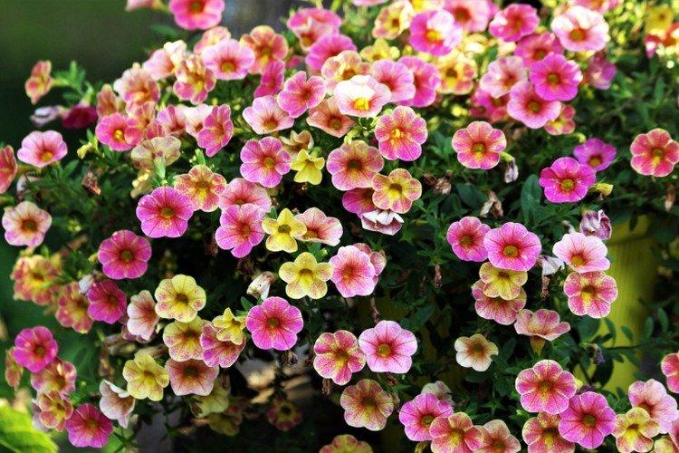 Калибрахоа – фото