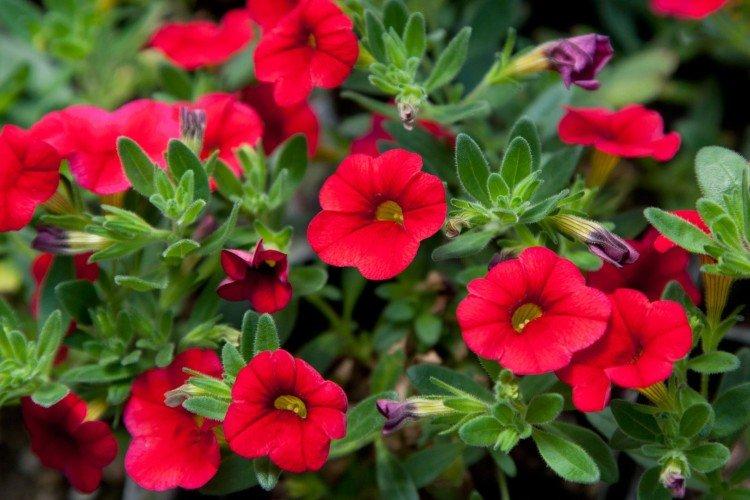 Калибрахоа – фото