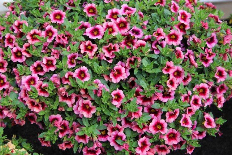 Калибрахоа – фото