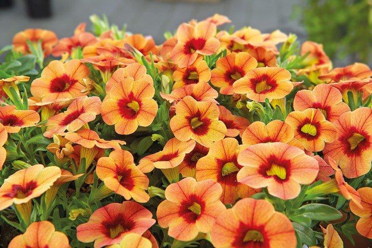 Калибрахоа – фото