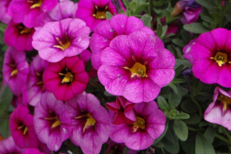 Калибрахоа – фото