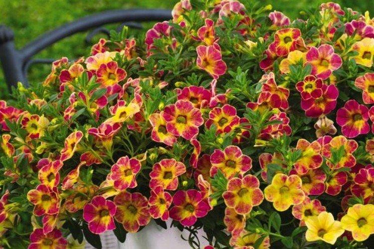 Калибрахоа – фото