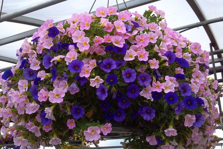 Калибрахоа – фото