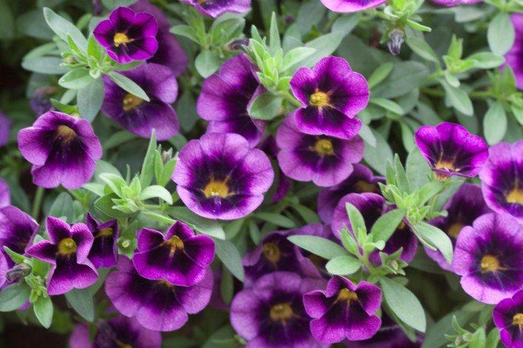 Калибрахоа – фото