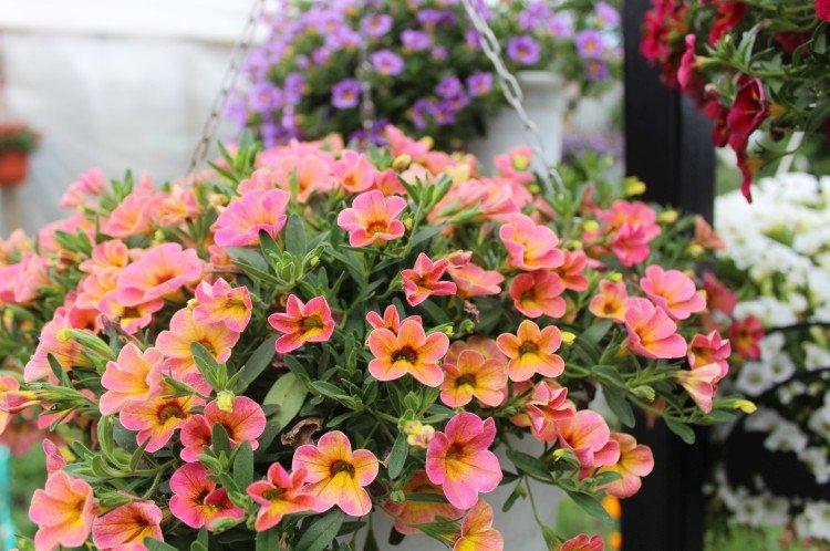 Калибрахоа – фото