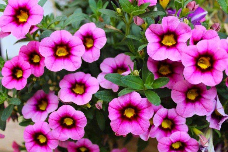 Калибрахоа – фото