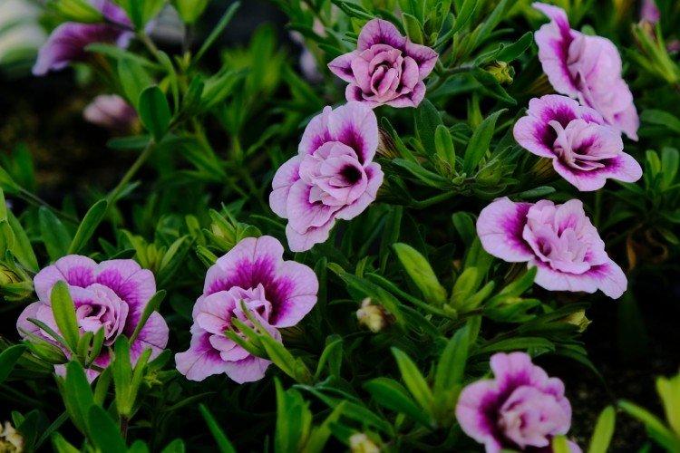 Калибрахоа – фото