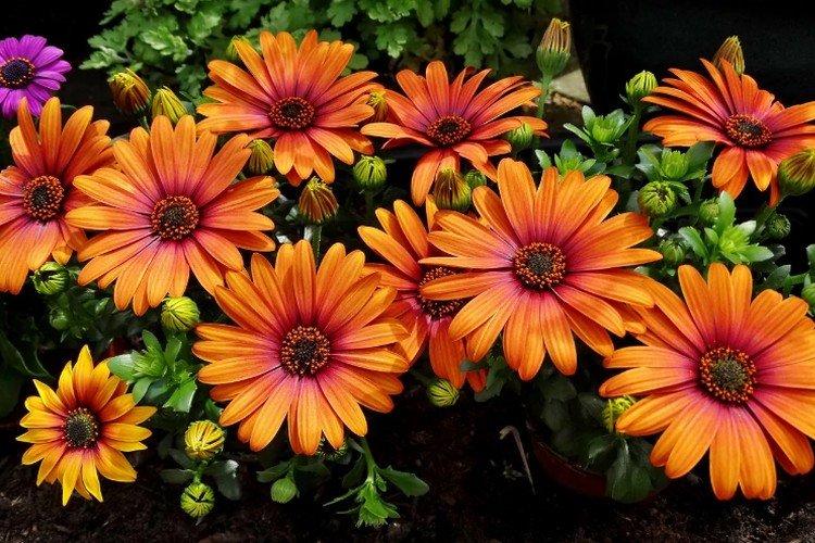 Общая информация