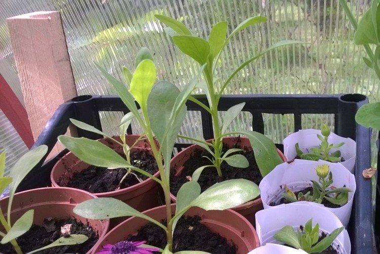 Посадка и размножение