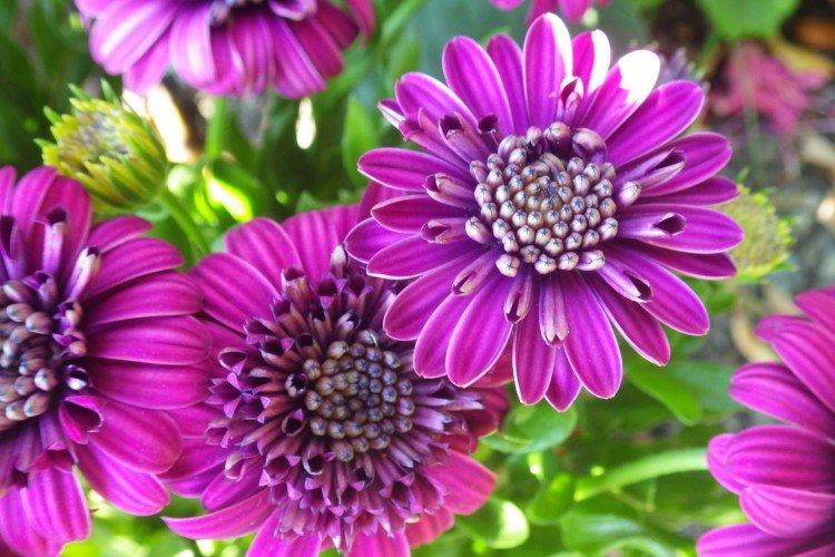 Остеоспермум – фото