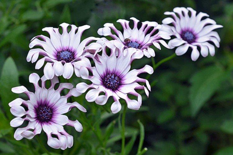 Остеоспермум – фото