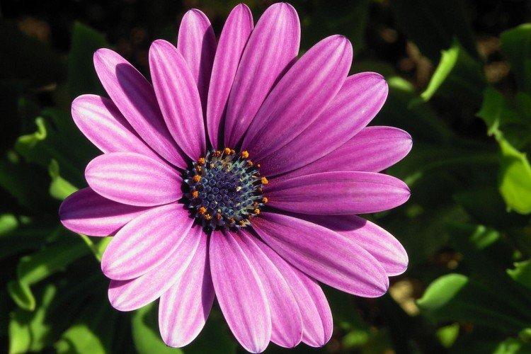 Остеоспермум – фото