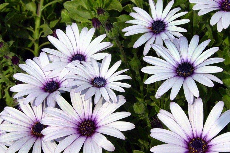 Остеоспермум Эклона