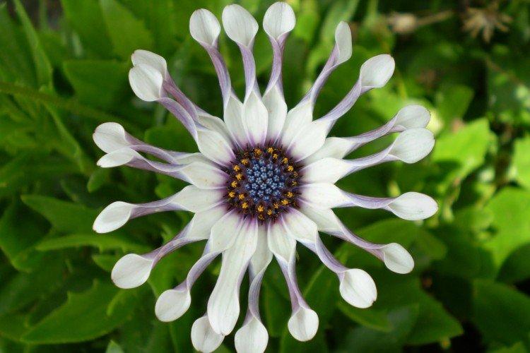 Остеоспермум – фото