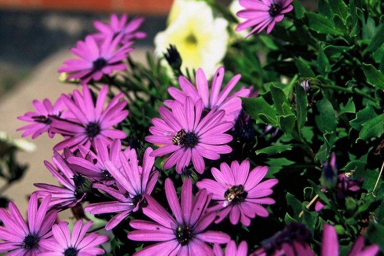 Остеоспермум – фото