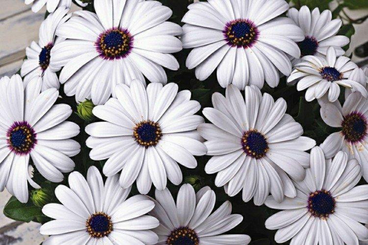 Остеоспермум – фото