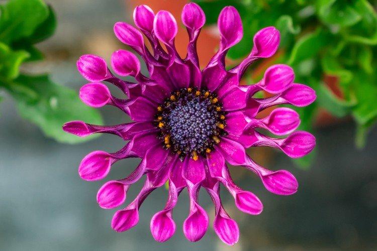 Остеоспермум – фото