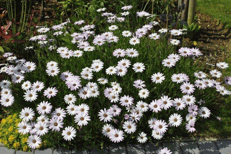 Остеоспермум – фото