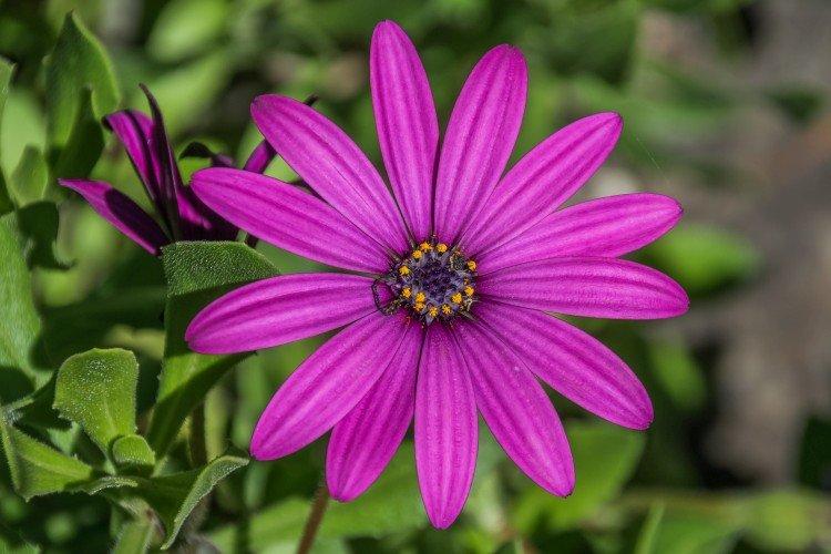 Остеоспермум – фото