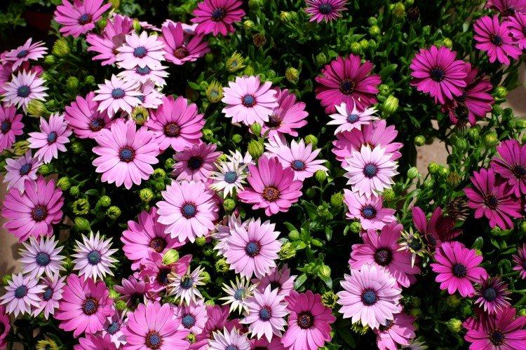 Температура