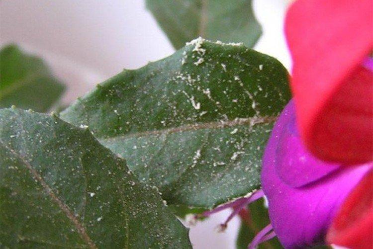 Борьба с вредителями и болезнями