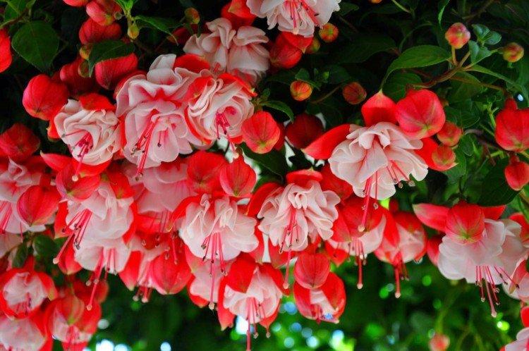 Фуксия – фото