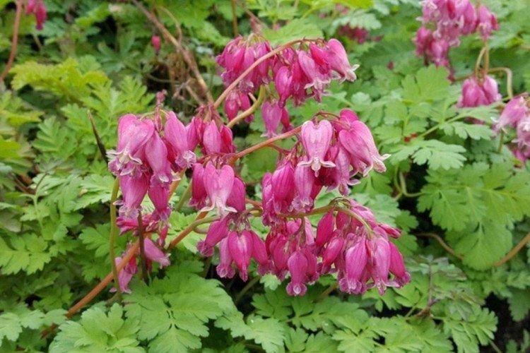 Повторное цветение