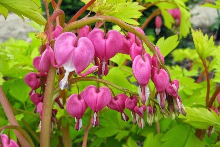 Великолепная дицентра